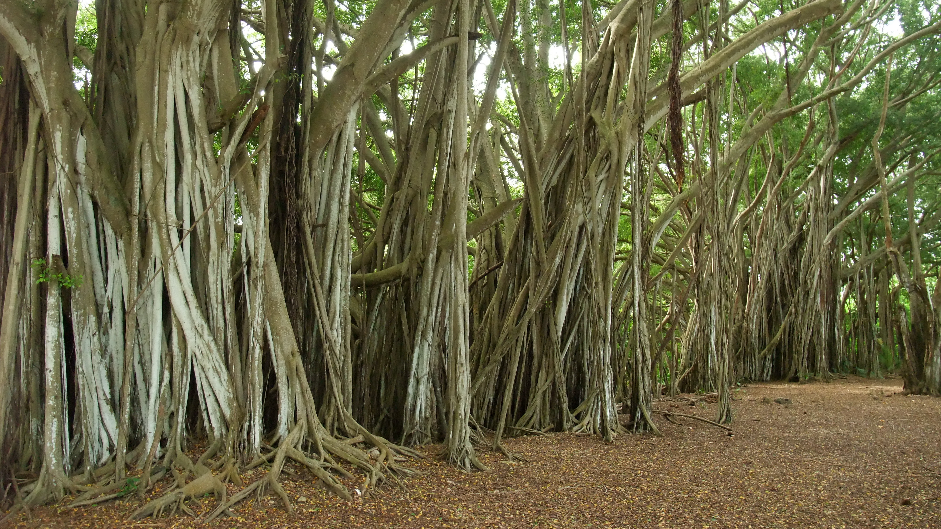 Une scène de la série Lost a été tournée dans ce décors de racines aériennes géantes - Les Ficus de Kawela Bay