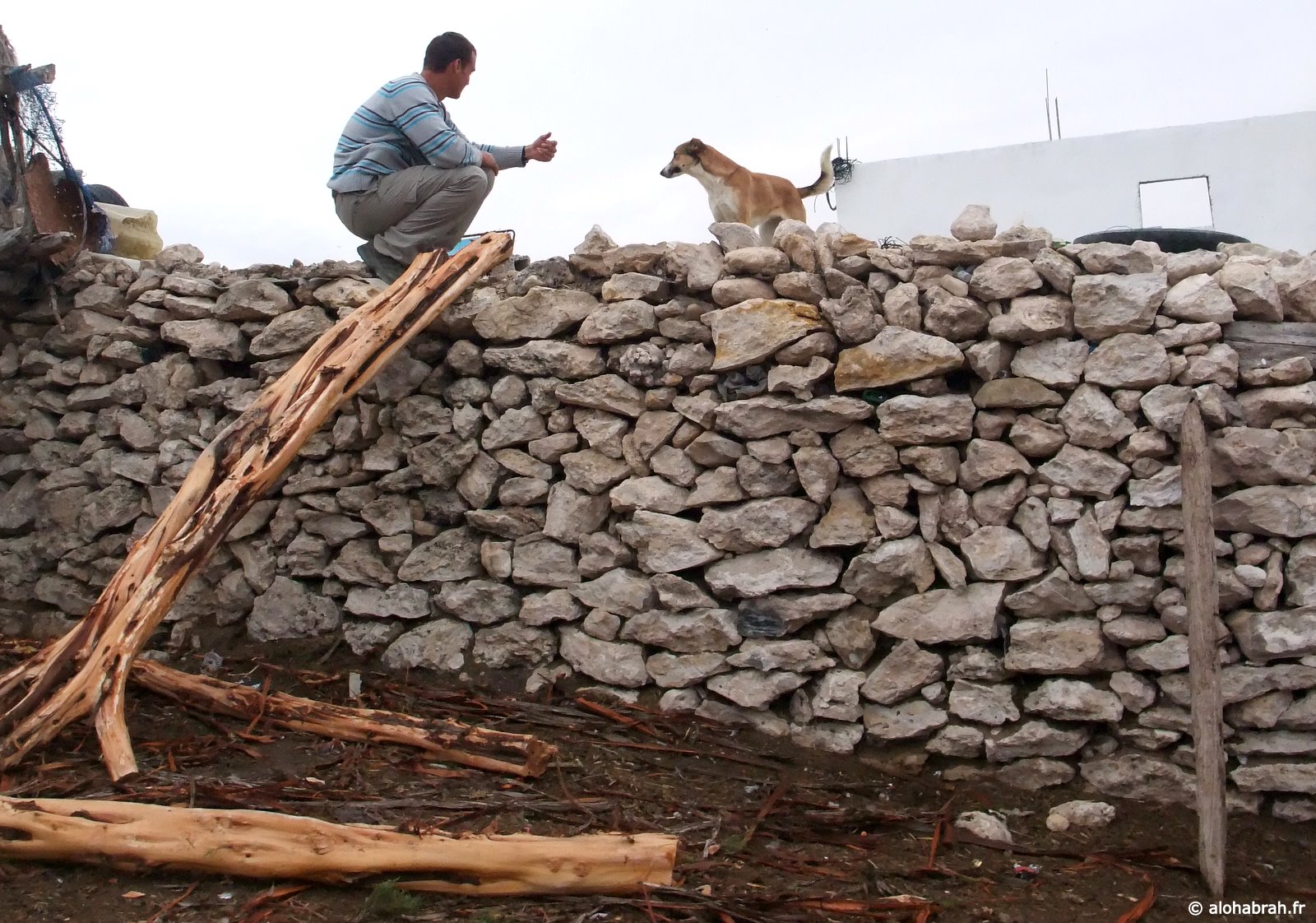 Ce chien a passé toute sa vie sur le toit de cette cahutte. Nous avons essayé de lui rendre sa liberté, sans succès © alohabrah.fr