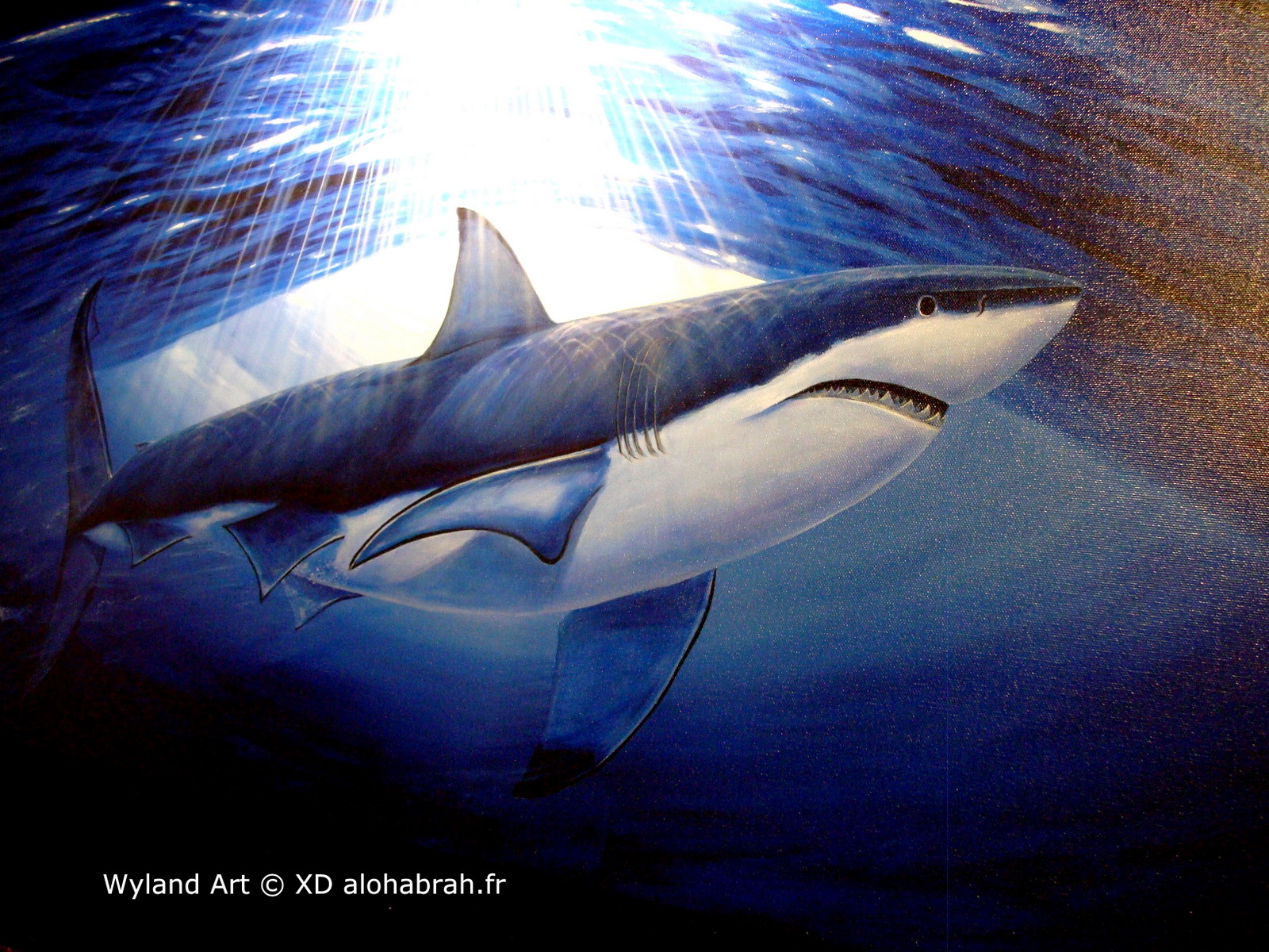 Big Shark - Wyland Art © XD alohabrah.fr