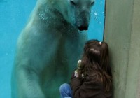 Girl Meets Polar Bear © Green Renaissance - alohabrah.fr
