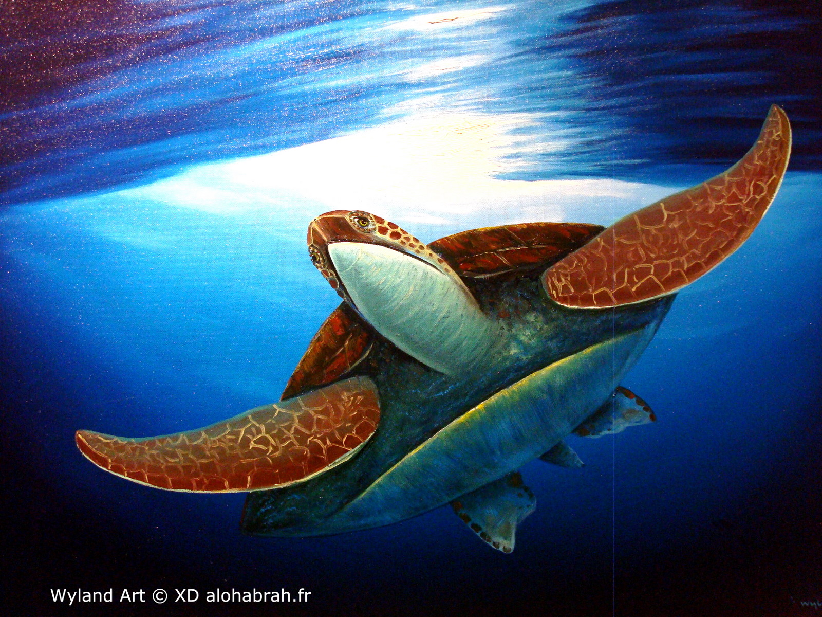 Hawaiian turtle 02 - Wyland Art © XD alohabrah.fr