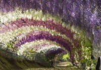 Kawachi Fuji Garden Wisteria Tunnel © Green Renaissance - alohabrah.fr