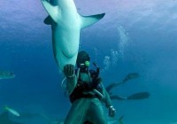 Shark Trance - Mike Rutzen, has earned worldwide fame for swimming  without the safety of a diving cage. The trance can be induced in sharks by turning them on their heads and massaging  © Green Renaissance - alohabrah.fr