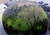 big attraction, found on Koekohe Beach near Moeraki on New Zealand’s coast. The huge, gray, spherical stones formed in sediment on the sea floor 60 million years ago © Green Renaissance - alohabrah.fr